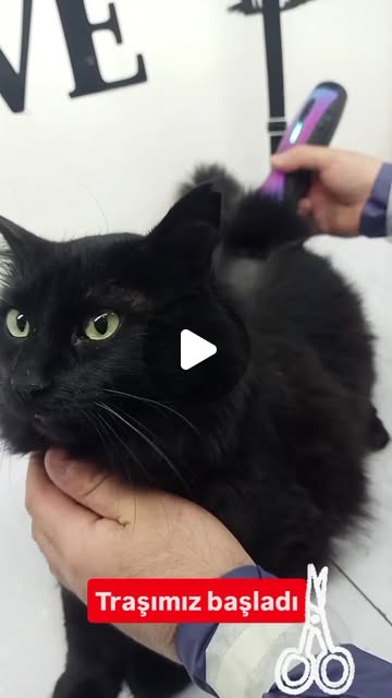 Zeytin
