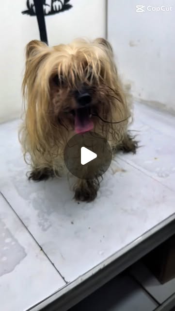 Yorki