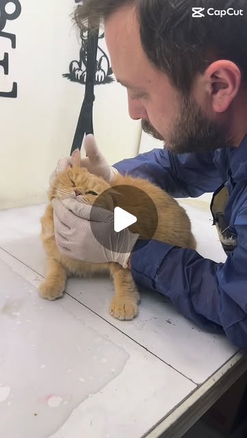 Bambi